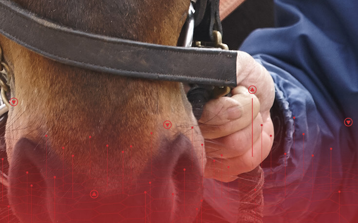 close up image of a horse's nose with his rider holding the reins