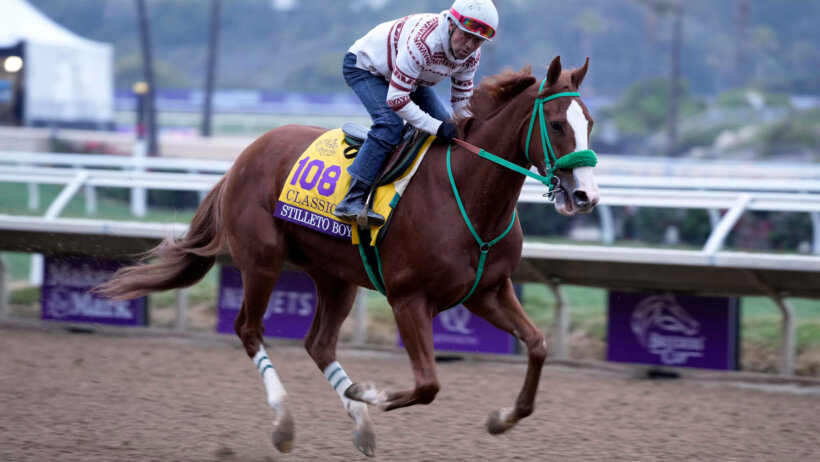 Stilleto Boy, trained by Ed J. Moger, Jr., during workouts at Del Mar Race Track.