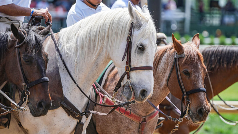 Horses lining up at Churchill Downs during the week of the Kentucky Derby